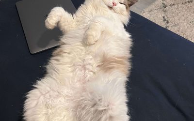 Cole Borror Talks About The Power of Compassion